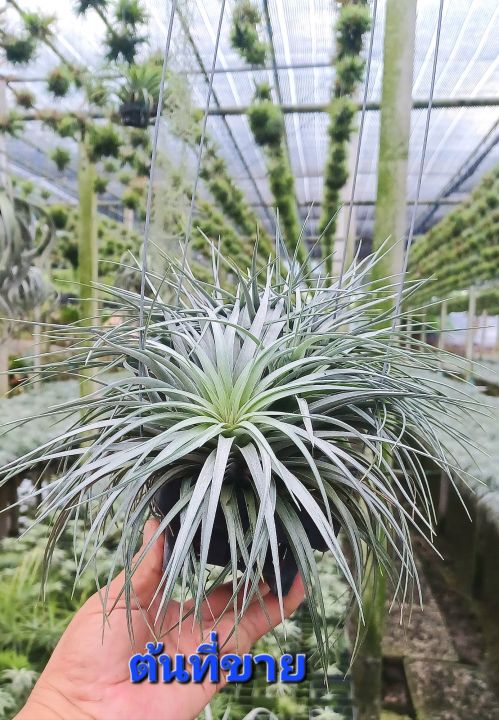 tillandsia-houston-ไม้รากอากาศ-ส่งพร้อมลวดแขวน