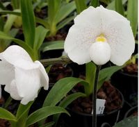 รองเท้านารีขาวสตูล Paphiopedilum niveum 1ต้น