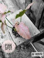 พิงค์สปอต syngonium pink spot กระถาง4นิ้ว