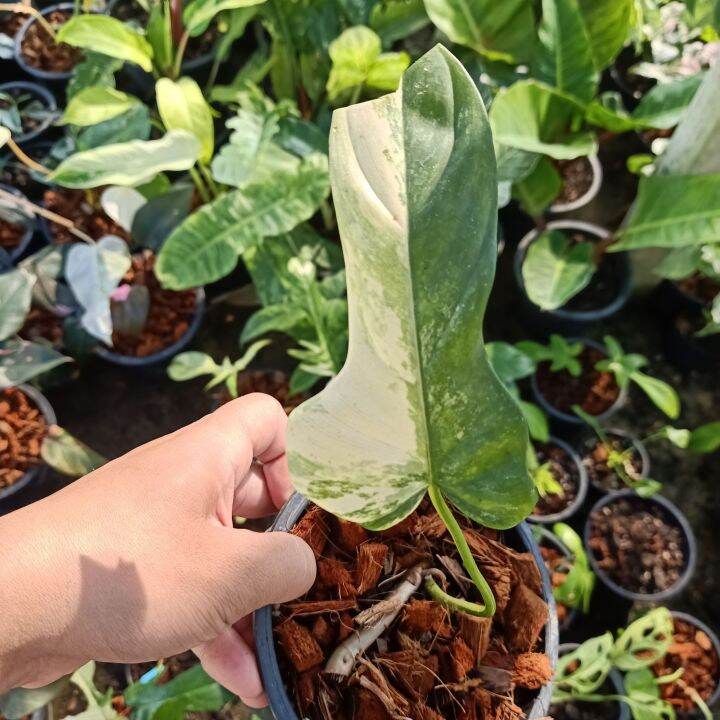 philodendron-bipennifolium-variegated-ฟิโลเดรนไวโอลินด่าง-เลือกต้นได้-ไม้ด่าง-ไม้ฟอกอากาศ-pbv