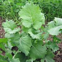 เมล็ดพันธุ์ เคล ไซบีเรียน (Siberian Kale Seed) บรรจุ 50 เมล็ด