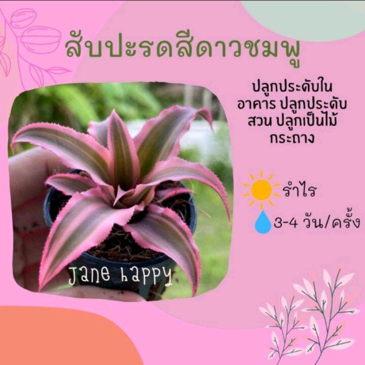 สับปะรดสีแคระ-neoregelia-hybrid-ดาวชมพู-ต้นไม้ฟอกอากาศ-ไม้จัดสวน