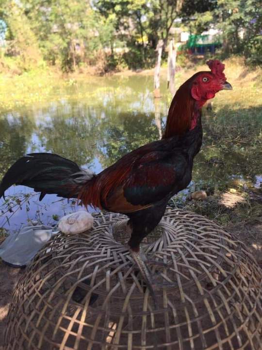 ไข่เชื้อไก่ชน-ไข่เชื้อไก่ชน-ชั้นหลานเเดงหล่อ-มหานคร-พม่าล่อยาวสลับสั้น-หาจังหวะ-ตีหู-ตีตา-ชุด1ฟอง