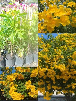 ต้นทองอุไร เป็นไม้มงคลชนิดหนึ่งคะ ที่มีกลิ่นหอมอ่อนๆ รูปทรงเป็นช่อสีเหลืองทองอร่าม และทนแดด ทนฝนได้ดี ปลูกขึ้นได้ง่าย ดอกจะออกทั้งปี