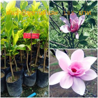 จำปีซูซาน เป็นแมกโนเลียชนิดหนึ่งมีดอกสีชมพูอ่อน ที่ออกดอกในเมืองไทยได้ดี ดอกหอม ออกดอกตลอดปี ชอบแดด หรือแดดรำไร.&nbsp;
