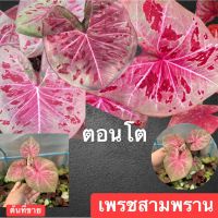 เพชรสามพราน บอนสีหายาก น่าสะสมกัดสีสวยมาก