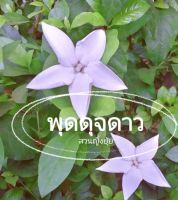 (1ต้น) #พุดดุจดาว (ต้นปักชำยอด)