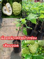 ต้นน้อยหน่าเพรชปากช่อง สูง40-50​cm(รับประกันสินค้าชำรุดเคลมฟรี)