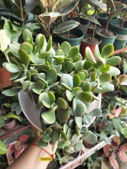 Jade Plant in Seedling Bag Multiple Stems | Lazada PH