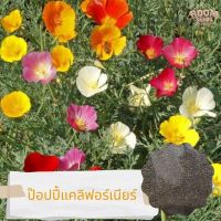 เมล็ดพันธุ์ ดอกป๊อปปี้ แคลิฟอร์เนีย คละสี 1000 เมล็ด Mixed California Poppy เมล็ดพันธุ์แท้ นำเข้าจากต่างประเทศ ปลูกผัก