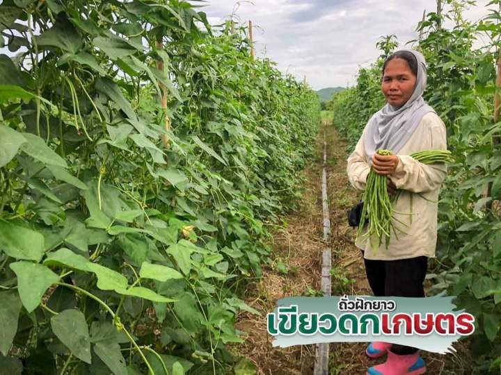 เขียวดกเกษตร-ถั่วฝักยาวพันธุ์ดก-ตราศรแดง