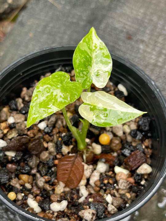 ไม้ด่าง-บอนหูช้างด่างขาว-alocasia-gageana-albo-variegated-คัดต้นด่างแล้วส่ง-ไม่ต้องลุ้น-กระถาง4นิ้วรากเดินดี-ต้นหูช้าง-ช้างขาว-ต้นช้างขาว-หูช้างด่าง-รอดแล้วรากเดินดี-รดน้ำวันละครั้ง-ชอบที่ล่มรำไร-ไม่ค