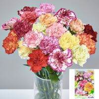 เมล็ดดอกคาร์เนชั่น คละสี  20เมล็ด carnation mixed   เมล็ดนำเข้า  พันธุ์แท้100%   FL-01801