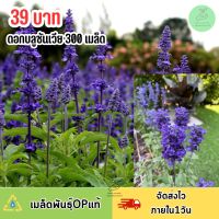 เมล็ดพันธุ์ดอกบลูซันเวีย 300 เมล็ด ดอกสวยปลูกได้ทุกฤดู ทนแดด