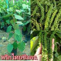 พริกไทยซีลอน