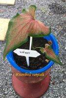 บอนสีหงษ์หยก Caladium Bicolor /สีชนิดกัดสี ในกระถาง 8 นิ้ว