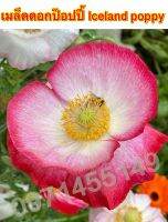 เมล็ดดอกป๊อปปี้ สี 50เมล็ด/ Iceland poppy เมล็ดพันธุ์นำเข้า