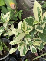 จัดโปรโมชั่นลดราคา เหลือ 2️⃣7️⃣ บาท พุดซ้อนใบด่าง ซื้อ 1️⃣0️⃣ แถม 1️⃣ ฟรี ?(Variegated Gerdenia) พุดซ้อนกุหลาบขาว ใบด่าง ต้นสูง. 6. พุดซ้อนใบด่าง (Variegated Gerdenia) พุดซ้อนกุหลาบขาว ใบด่าง