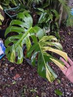 มอนสเตอร่าด่างเหลือง monstera aurea ฟอร์มใบใหญ่