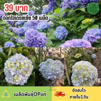 ไฮเดรนเยีย 50 เมล็ดพันธุ์