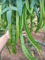 เมล็ดพันธุ์ ถั่วพูยักษ์,ถั่วพูยาว (Giant Winged Bean Seed) บรรจุ 3 เมล็ด