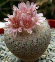 อิพิ โบกิอาย Epithelantha bokei cactus