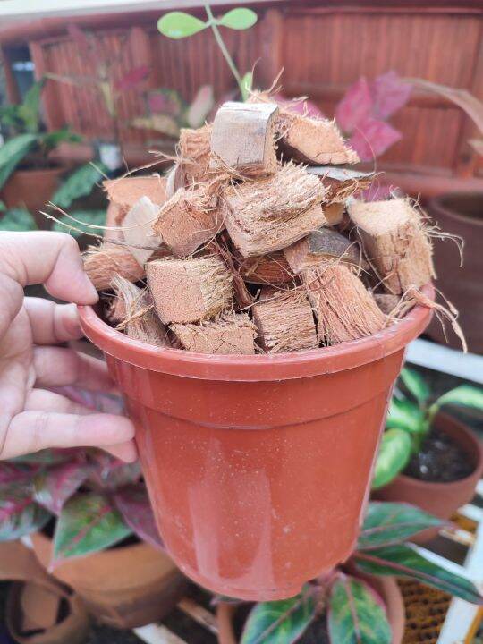 Coco cubes for plants 200grams Lazada PH