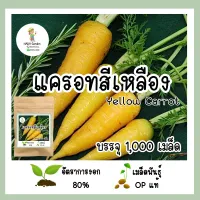 เมล็ดพันธุ์ แครอทสีเหลือง จำนวน 1,000 เมล็ด เมล็ดพันธุ์แท้ อัตราการงอกสูง