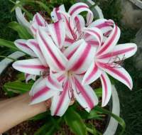 ??พลับพลึง  Crinum Stars and Stripes พลับพลึงสีขาวลายแดง ดอกหอมมากๆ 79 บาทถูกมากแม่ๆ