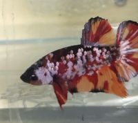 ปลากัด FNbetta black galaxy cop fin nemo ปลาสวยงาม ปลากัดแฟนซี โค่ย hmpk betta สินค้าตรงปก มีประกัน พร้อมรัด ส่งเร็ว ส่งจริง มีเครดิตในเฟสเพียบตามไปเช็คได้ที่ sompol kongsompart มีทุกเกรด ราคาปลีกส่ง ส่งทั้งในประเทศและต่างประเทศ ปลาเกรด ปลาจำนวน ราคาถูก