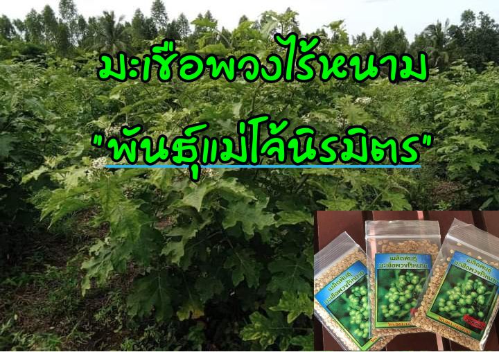 เมล็ดพันธุ์มะเขือพวงไร้หนาม-แม่โจ้นิรมิตร-ชุด100-เมล็ด