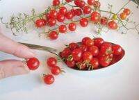 เมล็ดพันธุ์มะเขือเทศช้อนชา (Teaspoon Cherry Tomato Seed) บรรจุ 15 เมล็ด ของแท้ คุณภาพดี ราคาถูก นำเข้าจากต่างประเทศ