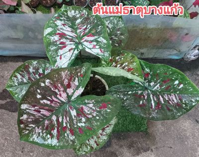 ธาตุบางแก้ว บอนสีธาตุบางแก้ว มีบอนสีแถมแบบสุ่มทุกออเดอร์