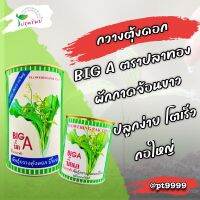 กวางตุ้ง Big A ตราปลาทอง ผักกาดจ้อนขาว ปลูกง่าย โตเร็ว กอใหญ่