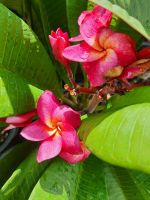 ต้นลีลาวดี สีแดง แดงงามพร้อม  ลีลาวดีแดง (Plumeria ruba) เป็นลูกผสมที่สวยทั้งดอกและใบ ดอกใหญ่สีเหลืองอม ส้ม กลิ่นหอมเหมือนผลไม้ ใบมันเงาเล็กน้อย  สูง45-60 cm จัดส่งพร้อมกระถางชำ11นิ้ว