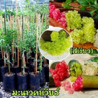 ต้นมะนาวคาเวียร์ สีเขียว แบบตอน สินค้าพร้อมส่ง