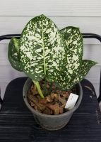 อโกลนีม่ามรดกโลก #มรดกโลกใบกลม #Aglaonema กระถาง 6"