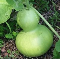 เมล็ดพันธุ์ น้ำเต้าเซียน (Bottle Gourd Seed) บรรจุ 5 เมล็ด ผลอ่อนใช้ประกอบอาหาร ผลแก่ใช้ทำเครื่องประดับหรือเครื่องราง