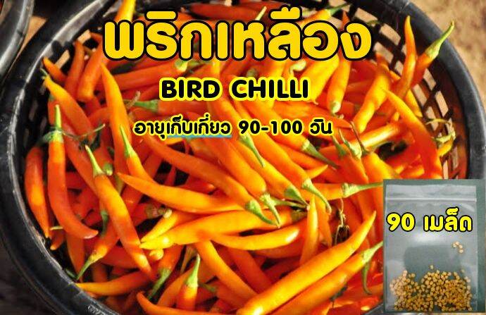 พริกเหลือง-อายุเก็บเกี่ยว-90-100-วัน-ชุดละ-90-เมล็ด