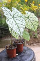 ต้นบอนสี Candidum บอนสีอิเหนา( Angel Wing Caladium ) อิเหนากัดสีแล้วขาวสวย✨