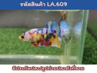 ปลากัดนีโม่กาแล็คซี่ เพศเมียแม่พันธ์เกรด  พร้อมรัด ขนาด1.5นิ้ว