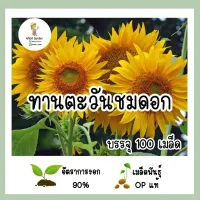 เมล็ดทานตะวันชมดอก 100เมล็ด