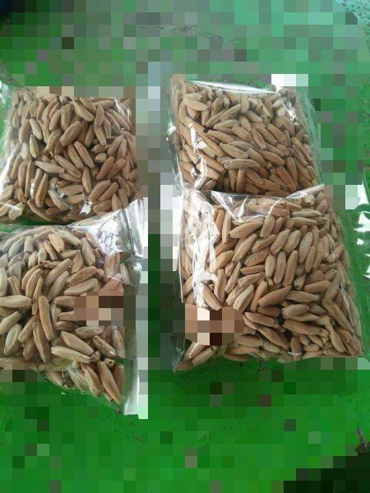 adenium seed png rootstock | Lazada PH