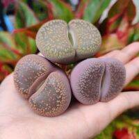 ไลทอป Lithops ขนาด 4.5-5ซม.