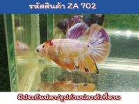 ปลากัดนีโม่สีหวานๆ เพศผู้ ขนาด1.5นิ้ว