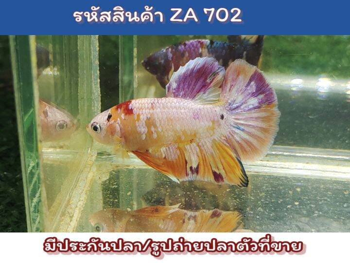 ปลากัดนีโม่สีหวานๆ-เพศผู้-ขนาด1-5นิ้ว