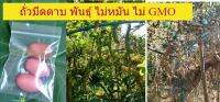 เมล็ดพันธุ์ถั่วมีดดาบเมล็ดสีชมพู **ซื้อ10แถม 1**พันธุ์แท้ ปลูกแล้วสามารถเก็บเมล็ดพันธุ์ต่อได้ ไม่ใช่GMO  ฝักใหญ่ ติดผลเยอะ ผลดก ทานอร่อย ทำได้หลากหลายเมนู