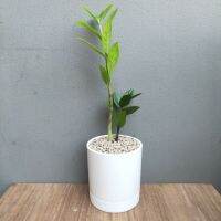 ? กวักมรกต"ZZ Plant" (Size S) ต้นสูง10-15ซม. พร้อมกระถางMinimal4"ครบชุดพร้อมโชว์ (ต้นไม้ฟอกอากาศ)