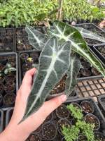 ?Alocasia bambino ?แก้วสารพัดนึกใบเล็ก (ตัวเมีย)? ถูกสุด สุด?