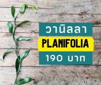 กิ่งพันธุ์วานิลา planifolia ขนาด 100 ซม.